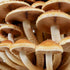 Organic Chestnut Mushroom Liquid Culture Syringe